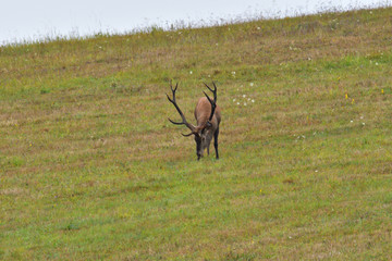 Stag walking on meadow in deer rut season