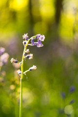 Closeup of English bluebells with sunflare and blurred, warm background