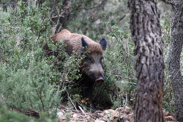Wild board into the forest