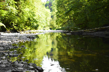 Ein Bergfluss im Schwarzwald