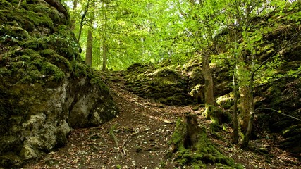 bergauf im wald