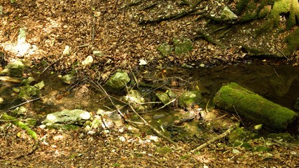 kleiner fluss durch den wald