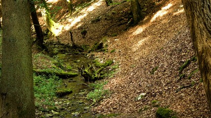 quelle wasser im wald