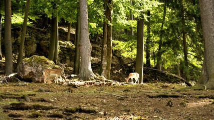 rehfamilie mitten im wald © Wladimir Losowski