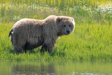 Coastal brown bear (Ursus arctos) in standing in grass meadow in Lake Clark National Park, Alaska