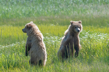 Brown bear cubs (Ursus arctos) standing and looking in opposite directions in Lake Clark National...
