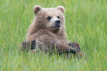 Coastal brown bear cub (Ursus arctos) lying in grassy meadow looking towards camera in Lake Clark Nationla Park, Alaska