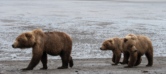 Brown bear family (Ursus arctos) walking along beach in Lake Clark National Park, Alaska