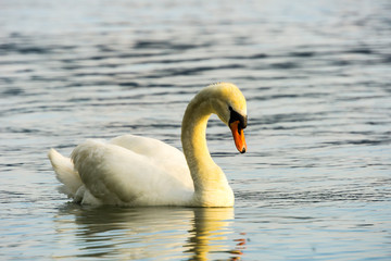 Side view of beautiful swan on silent water