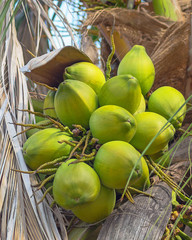 A fresh coconuts in the branches of a coconut tree