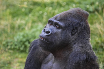 Silverback Male Gorilla Portrait