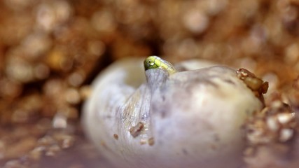 Raue Grasnatter (Opheodrys aestivus) während des Schlupfes