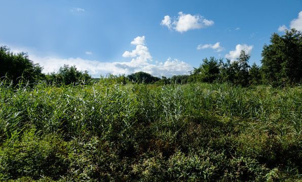 Reedlands with thight vegetation of reeds and bushes under blue sky