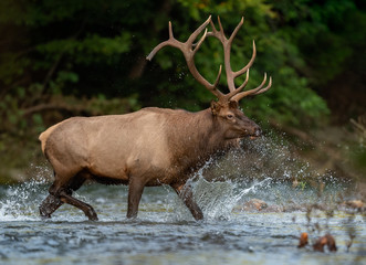Naklejka na ściany i meble Bull Elk walking across the water