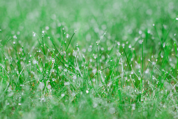 A close up picture of grass with water drops on it.