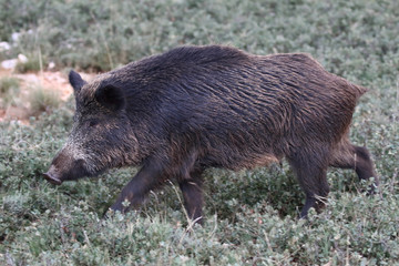 Wild board into the forest