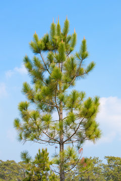 pine tree in tropical forest with blue sky