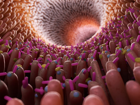 3d rendered medically accurate illustration of bacteria inside of the intestine