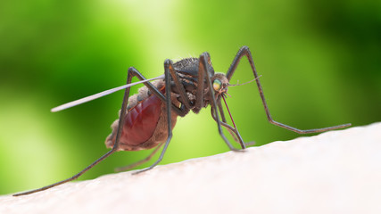 3d rendered illustration of a mosquito biting