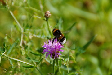 Hummel und Blume 3