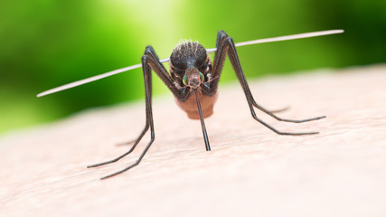 3d rendered illustration of a mosquito biting