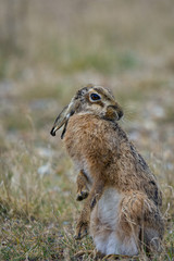 Hare , looking over its shoulder