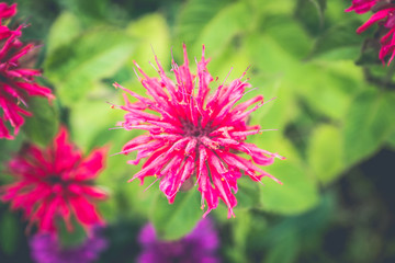 Crimson beebalm (Monarda) growing in the garden. Shallow depth of field.