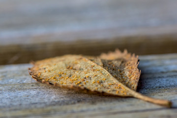 Beautiful background with single autumn leaf on a wooden table - close-up, macro