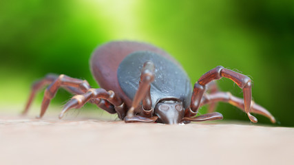 3d rendered illustration of a tick biting