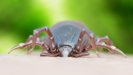 3d rendered illustration of a tick biting