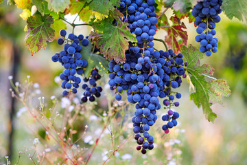 A bunch of blue grapes on grapevine, vineyard in autumn