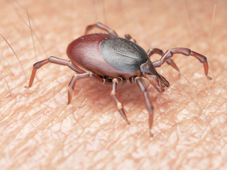 3d rendered illustration of a tick crawling on human skin