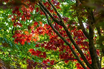 Rote Ahornblätter im grünen Wald