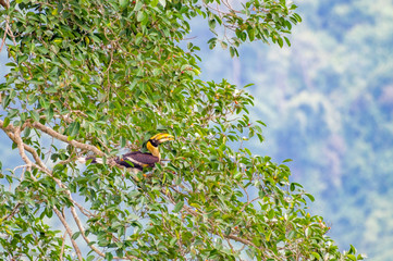 Young great hornbill on tree at Khao Yai National park, THAILAND
