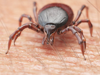 3d rendered illustration of a tick crawling on human skin
