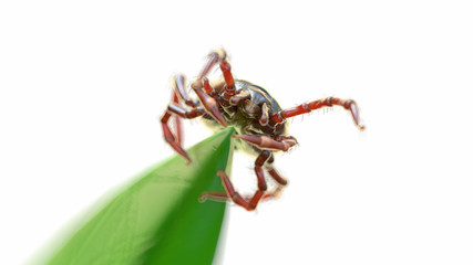 3d rendered illustration of a tick waiting for prey