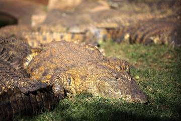 Obraz premium The Nile crocodile (Crocodylus niloticus), portrait of a great Nile crocodile in grass with others in the background.