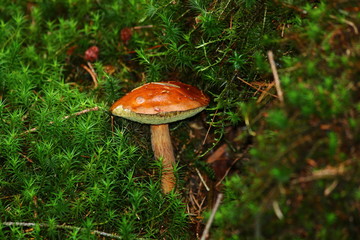 Braunkappe - Maronen-Röhrling