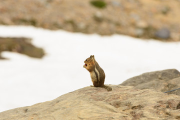 squirrel on a rock wildlife Mount Rainier
