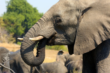 The African bush elephant (Loxodonta africana), also known as the African savanna elefant, portrait of a drinking elephants.