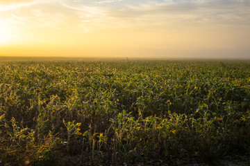 Soybean Field At Foggy Sunrise. Agriculture field with soybeans and wildflowers in the foreground. 