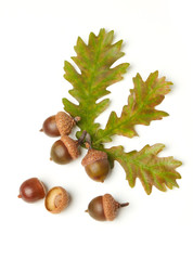 Dried acorns