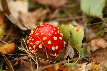Fliegenpilz