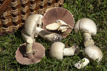 Mushrooms lie on the grass near the basket. These poisonous mushrooms Agaricus Xanthodermus are like real champignons. Nature concept for design