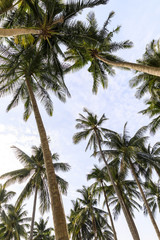 Fototapeta na wymiar Background of tall palm trees and bright sky