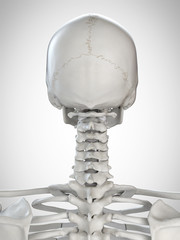 3d rendered medically accurate illustration of the skeletal neck