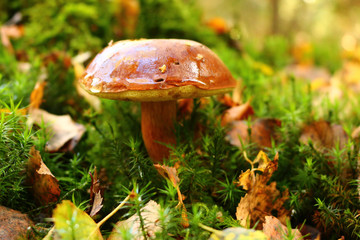 Braunkappe - Maronen-Röhrling