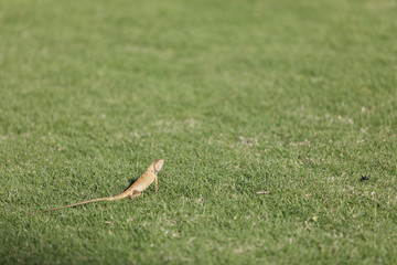 Yellow or brown lizard on green grass hunts for food