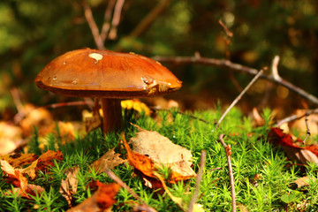 Braunkappe - Maronen-Röhrling