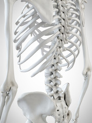 3d rendered medically accurate illustration of the skeletal back